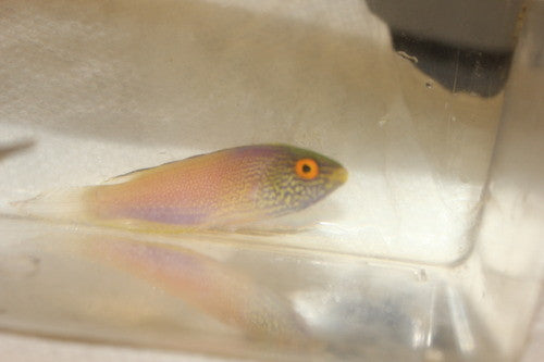 Rhomboid Fairy Wrasse-2-3" female