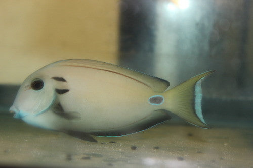 Tenneti Tang -(10" streamer male)