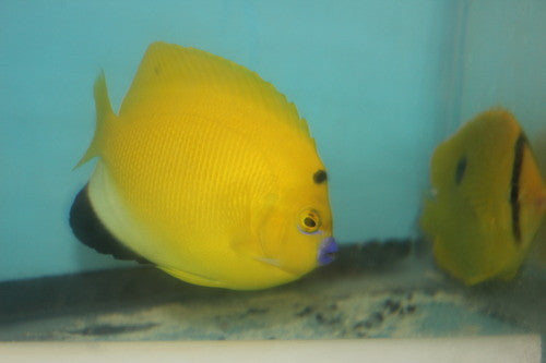 Flagfin Angel (3-4" adult)