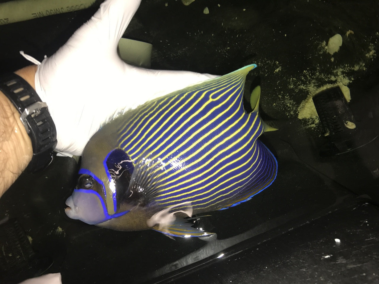 Imperator Angelfish-adult 9" streamer male