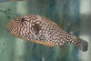 Mappa Puffer | Arothron Mappa (3-4")