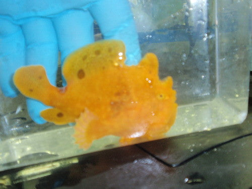 Yellow Angler-(4")