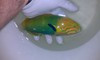 Banana Wrasse 7" male