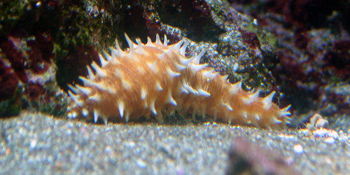 Hawaiian Tiger Tail Cucumber