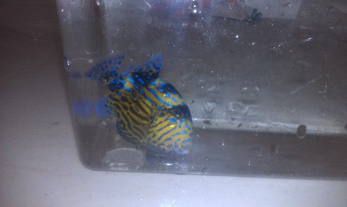 Blue Line (Fuscus) Triggerfish (2-3")