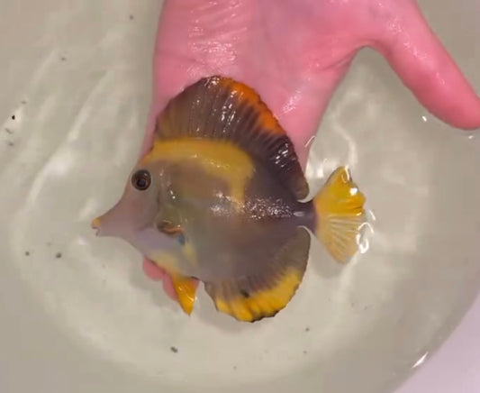 Abberent Koi Tang - wysiwyg