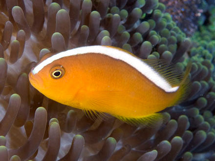 Orange Skunk Clownfish (wild caught )