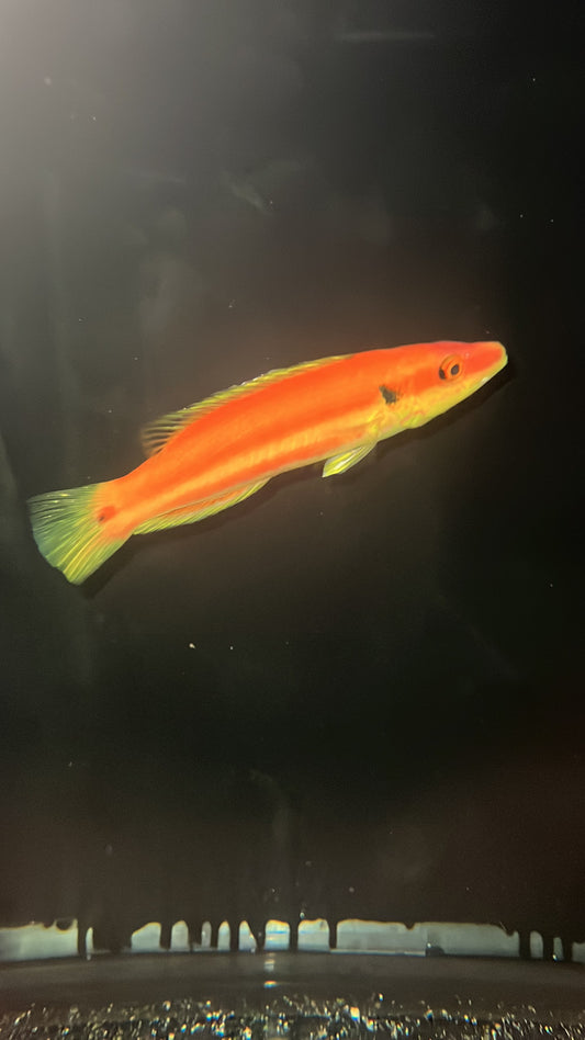 Bodianus “kimura”  (WYSIWYG)