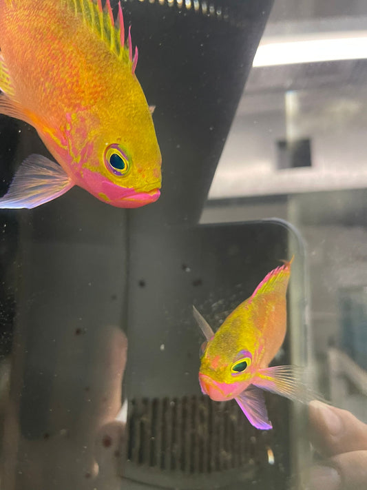 Katayamai Anthias (Odontanthias katayamai) PAIR