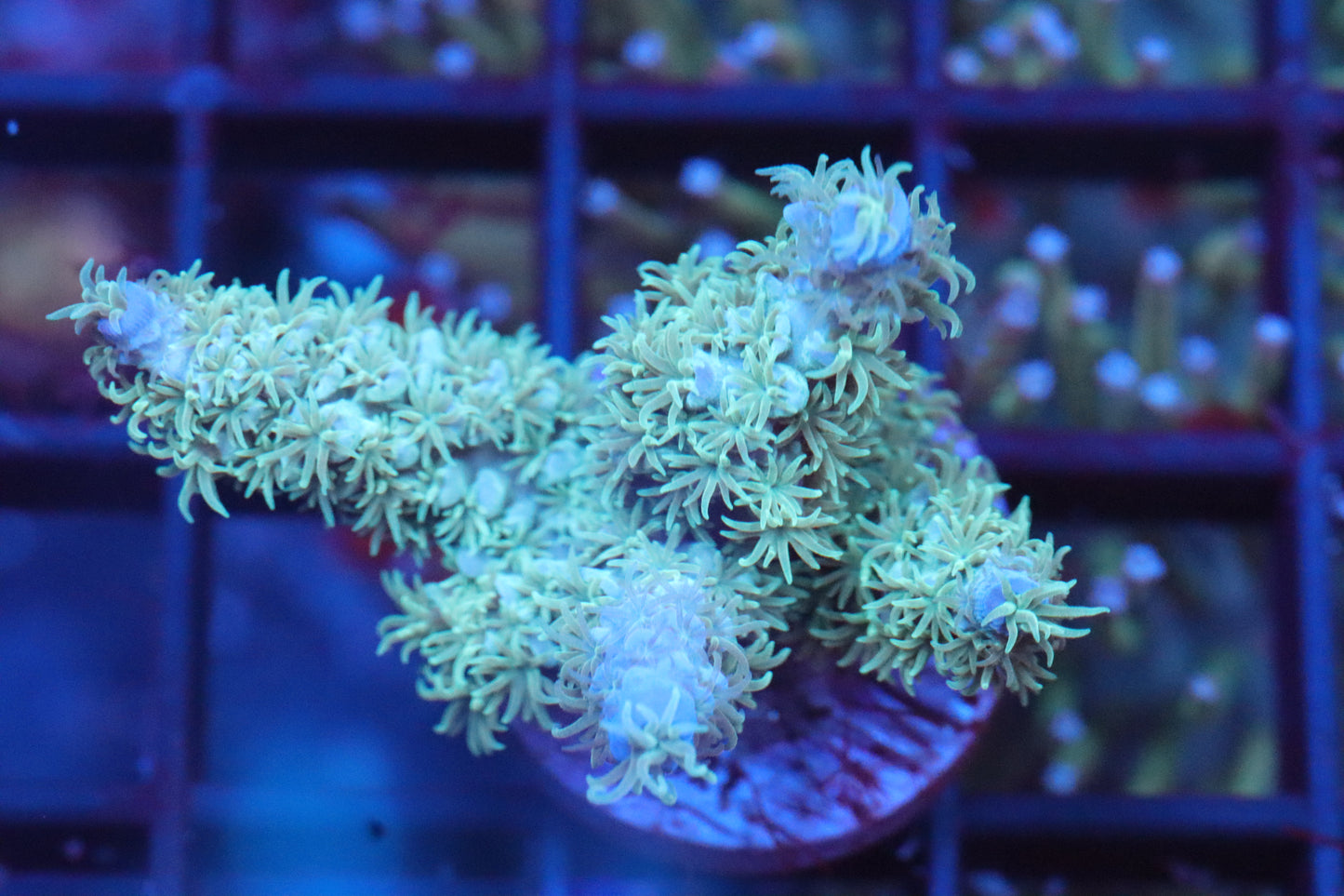 Cookie Monster Acropora