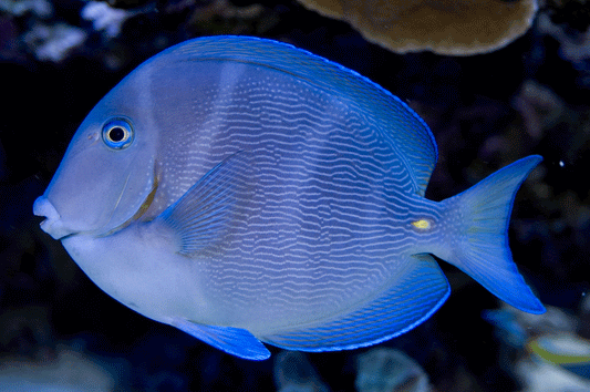 Atlantic Blue Tang-2-3”