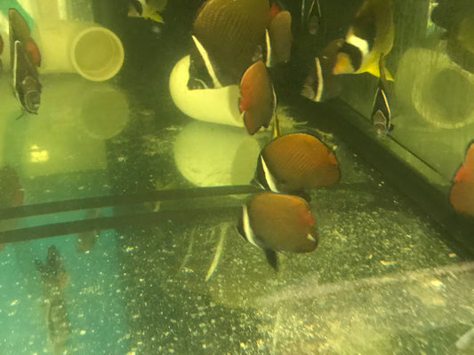 Collare (Pakistani) Butterflyfish  2"