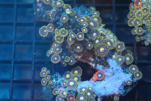 Zoa Colony on Live Rock (B3)