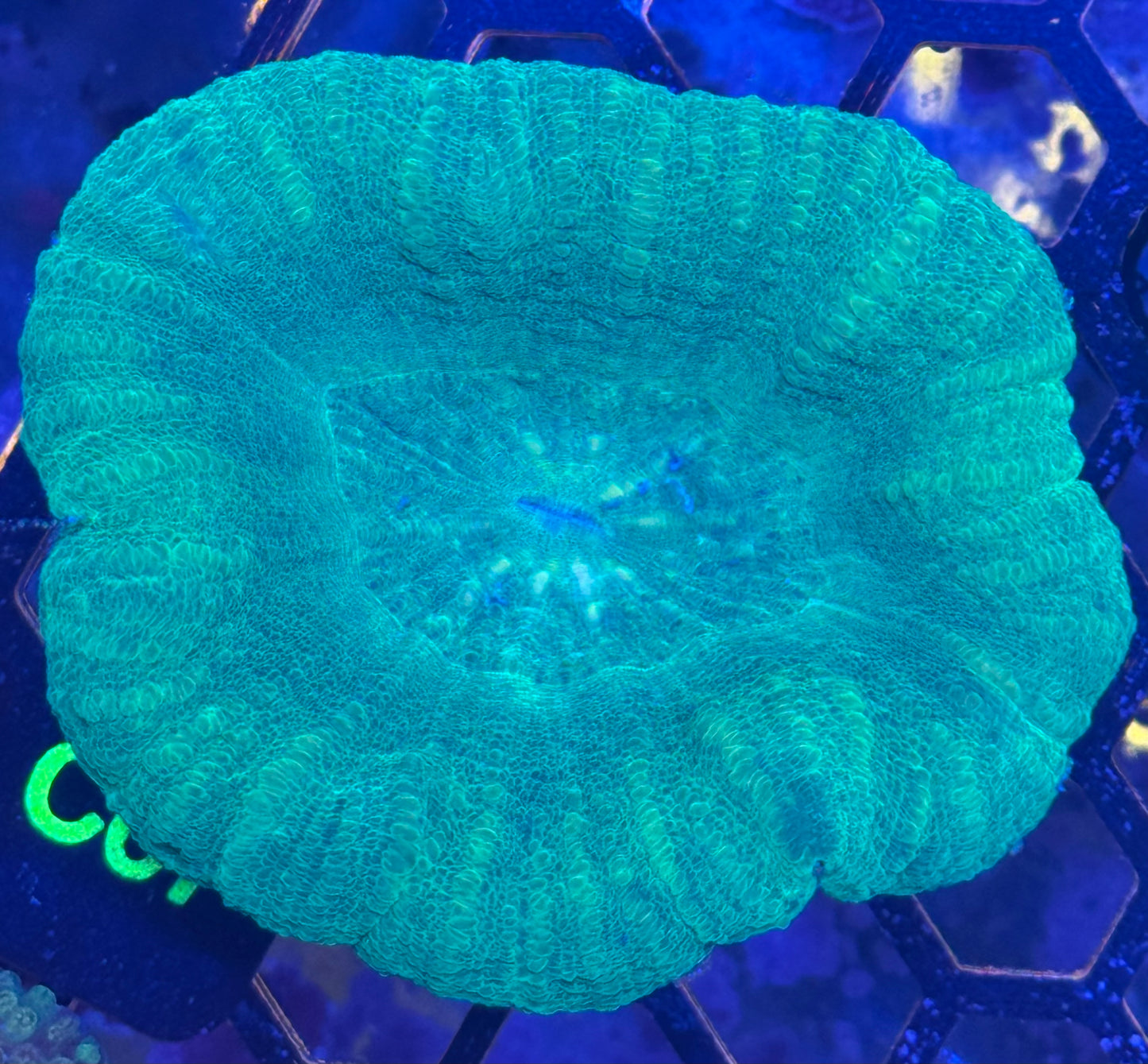 Scoly (C67)