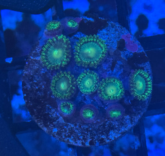 Zoa Frag (B137)  WYSIWYG