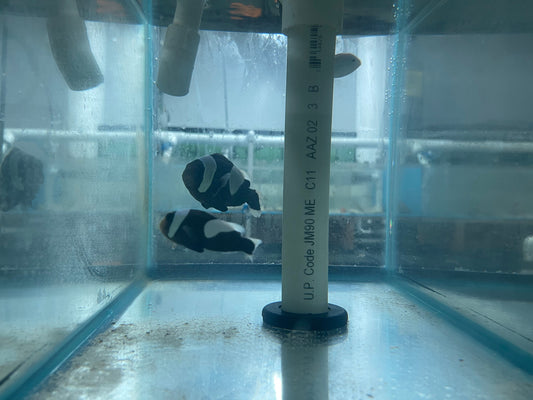 Black Saddleback Clownfish