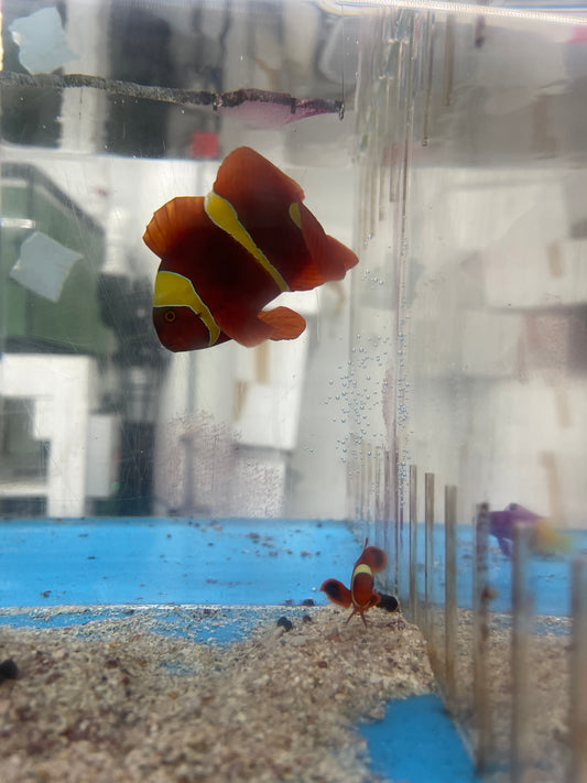 Gold Stripe Maroon Clownfish Pair