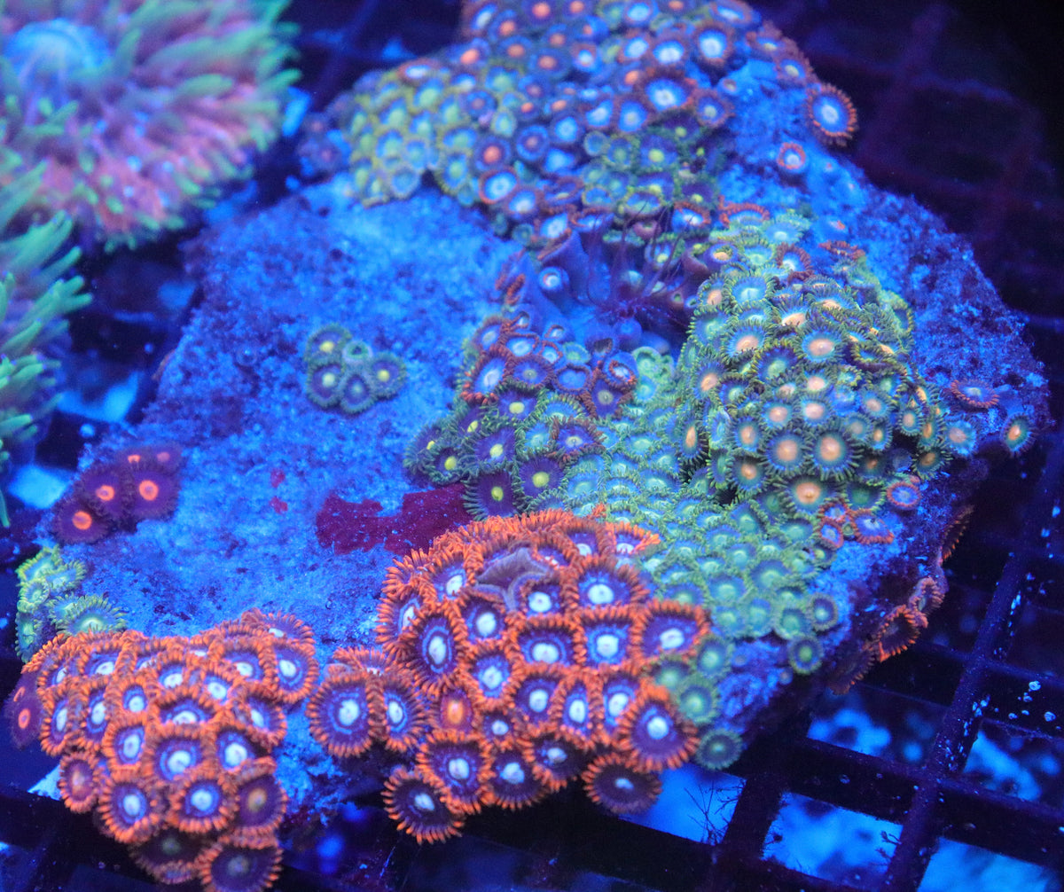 Zoanthid Combo Rock (D78)