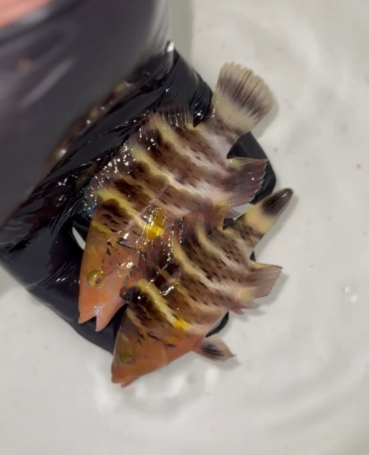 Red Sea Red Breasted Wrasse | Cheilinus Faschiatus (3-4")