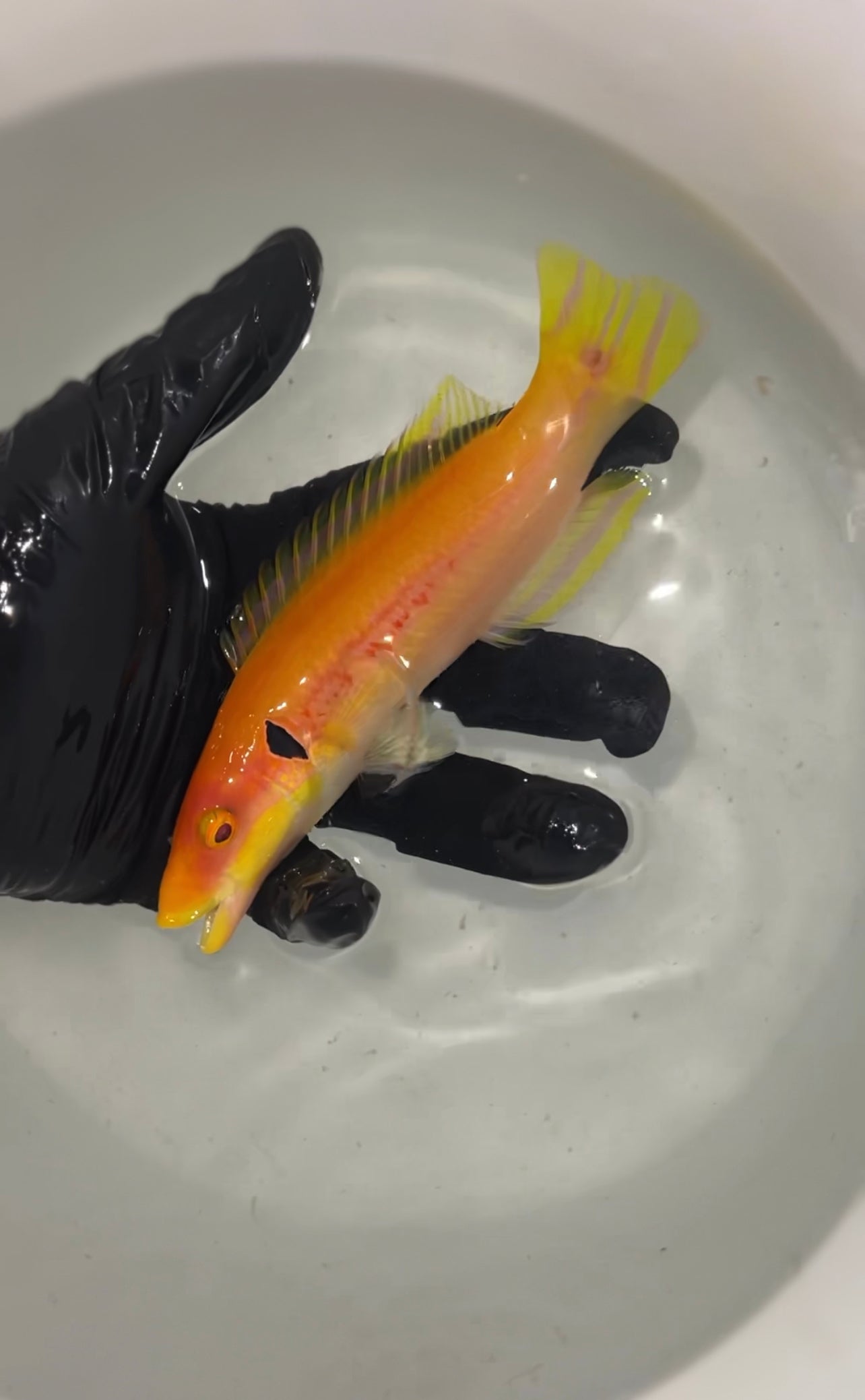 Bodianus Tanyokidus - Black Ear Candy Hogfish