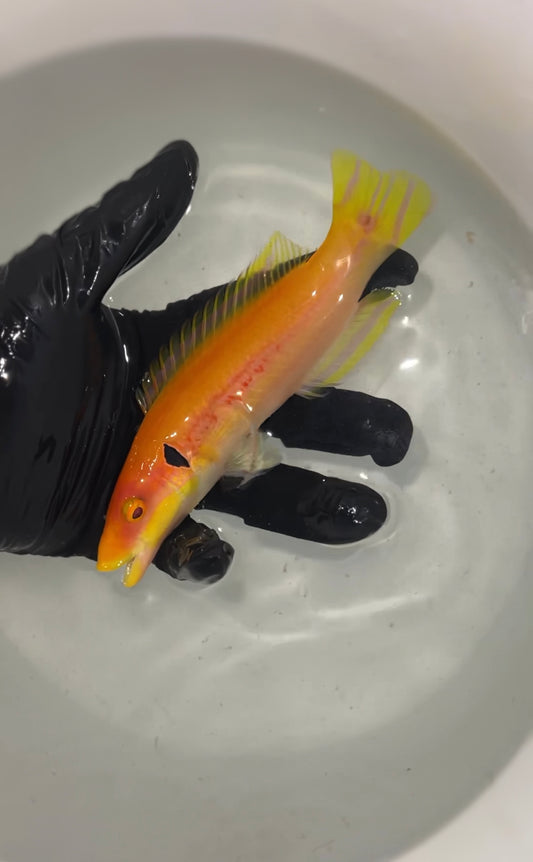 Bodianus Tanyokidus - Black Ear Candy Hogfish