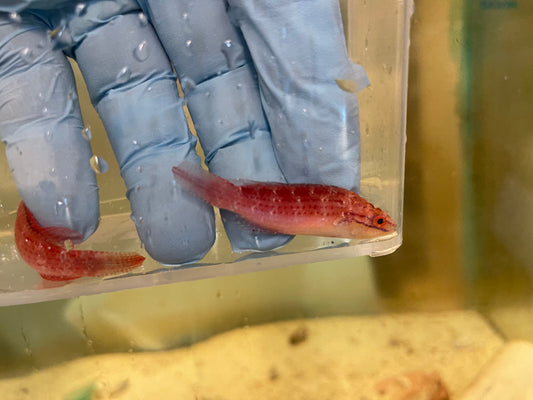 Kwazulu Fairy Wrasse - Cirrhilabrus spp