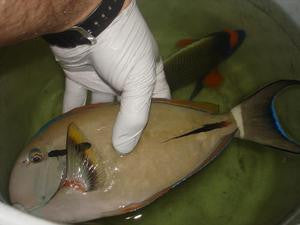 Black Shoulder Tang-10-12"