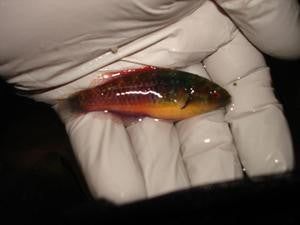 Ruby Head Fairy Wrasse