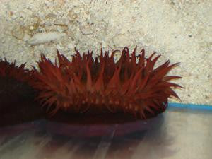 Hawaiian Red Anemone