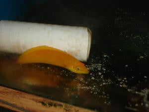 Yellow Coris Wrasse (1-2")
