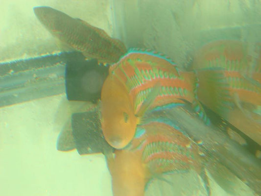 Surge Wrasse (Female/Hawaii)-4-6"