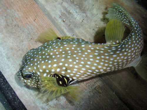 Stars and Stripes Pufferfish-10-12"