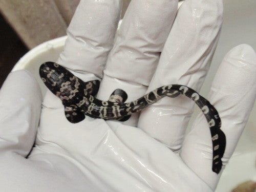 Baby Zebra Catshark 4-6"