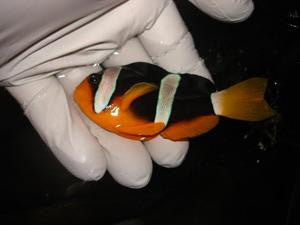 Clarkii Clownfish Pair