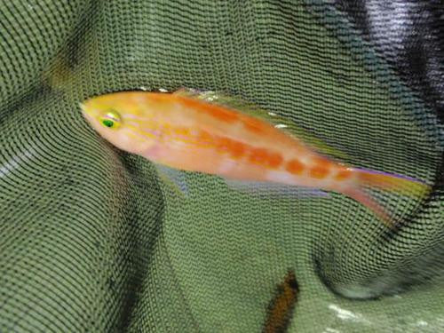 Hawaiian Deep-Sea Anthias