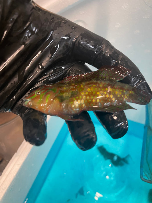 Gold Nugget Wrasse|Xenojulis margaritaceus-3-4”