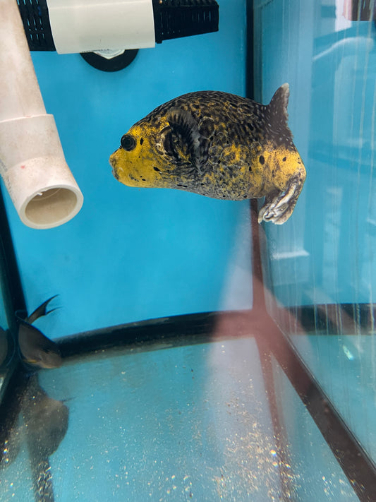 Transitioning Guinea Fowl/Golden Puffer fish 10”