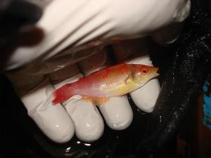 Debelius(red fin) Fairy Wrasse