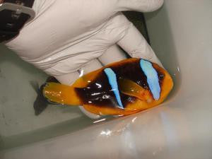 Blue Stripe Clownfish -(single male)