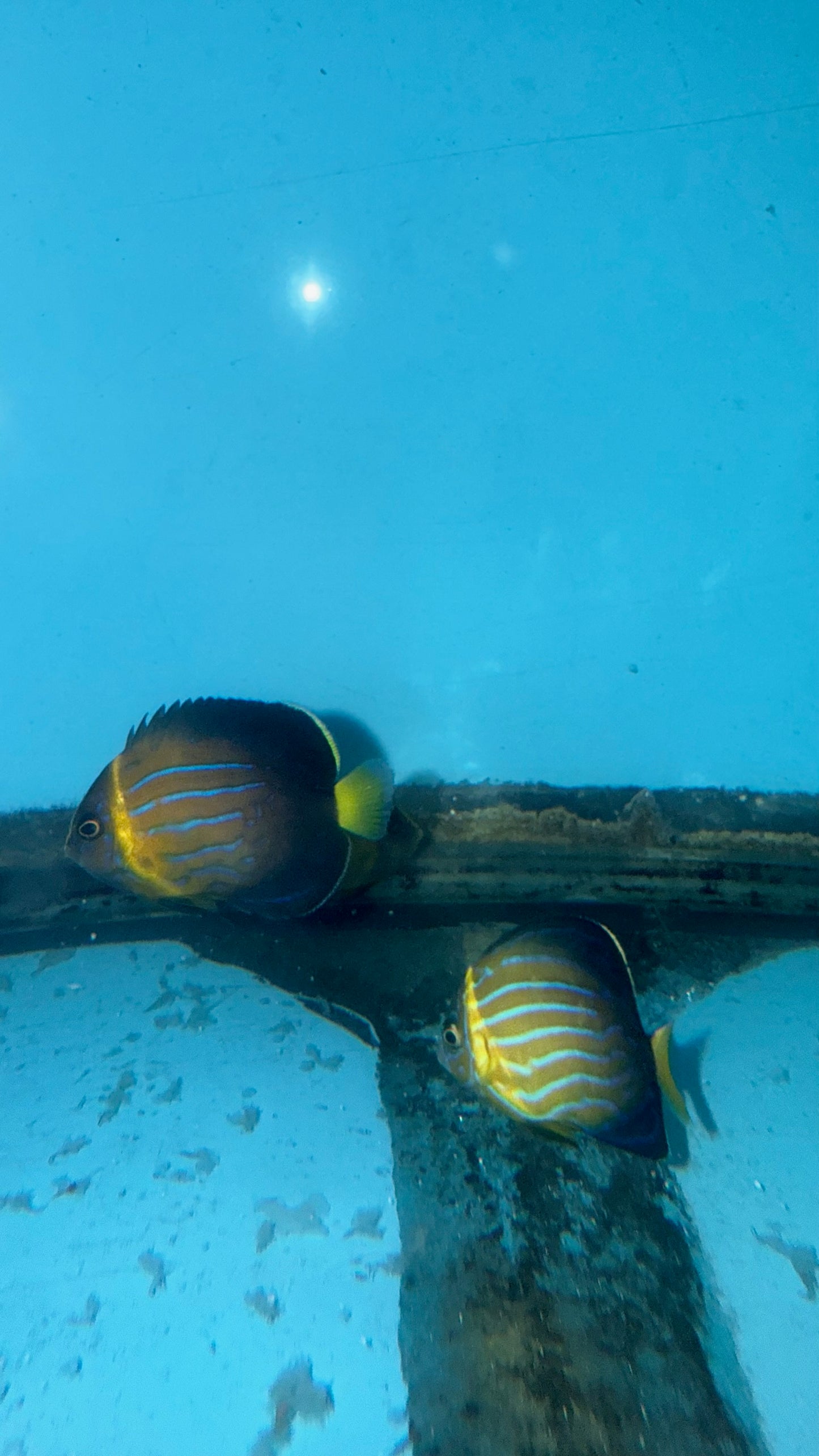 Japanese Blue Line Angel | Chaetodontoplus Septentrionalis (2-3")