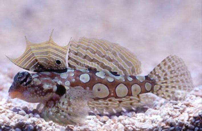 Circular Dragonet | Synchiropus circularis