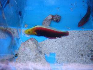 Radiant Wrasse 3-4"