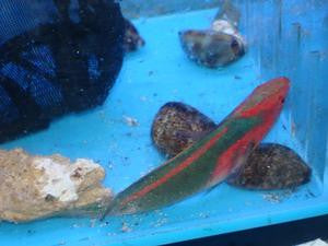 Exquisite Fairy Wrasse