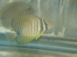 Red Sea Desjardin Sailfin Tang-3-4"