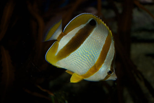 West African Three Banded Buttefly | Chaetodon robustus