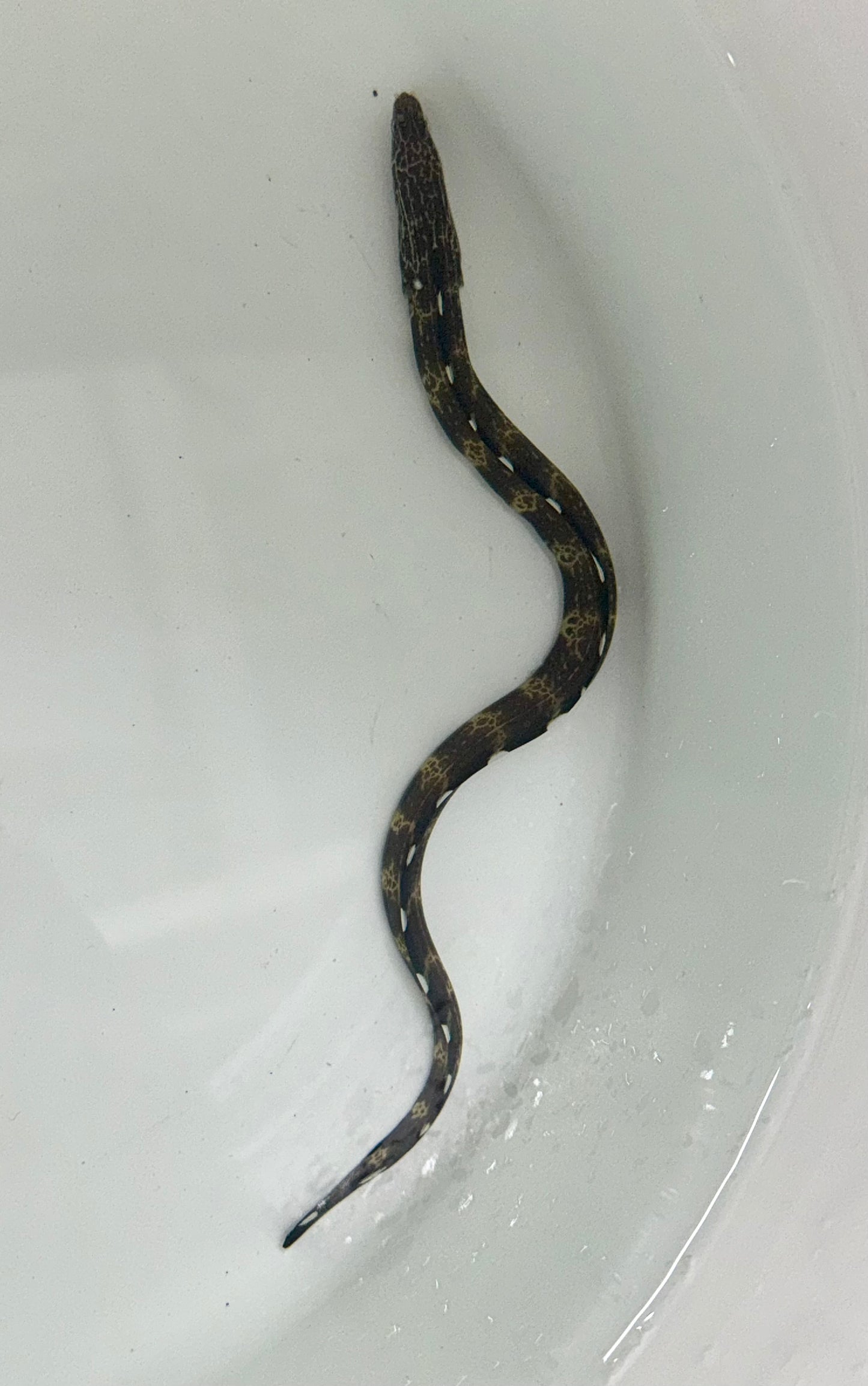 Longfin African Conger Eel (Conger cinerues) | 8-10" WYSIWYG