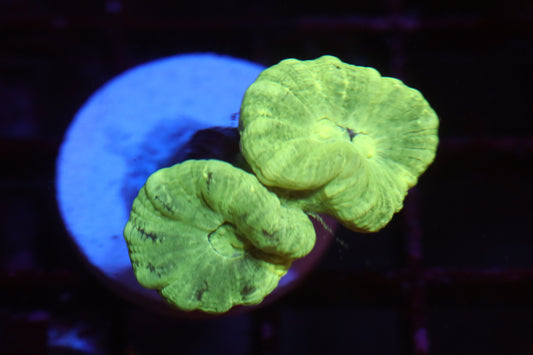 Neon Candy Cane (A65)