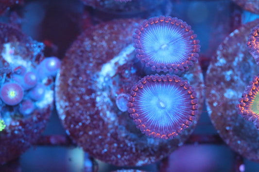 Blue Smurf Zoa (A155)