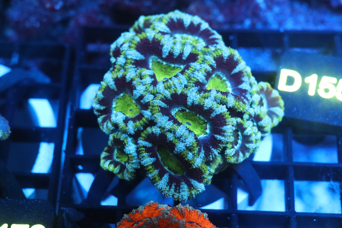 Micromussa Lord Colony (D155)