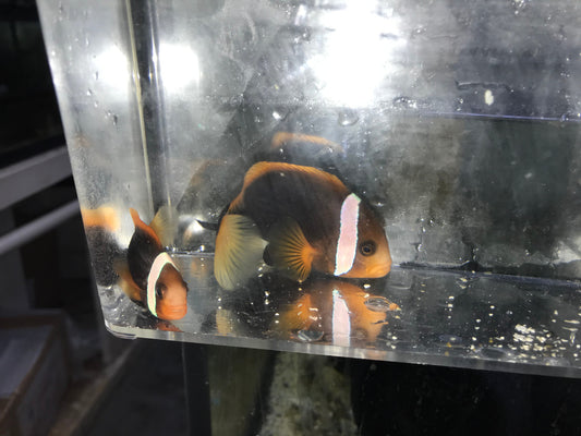 Pair Australian Ruby  Clownfish  |  Amphiprion Rubrocinctus (WC)